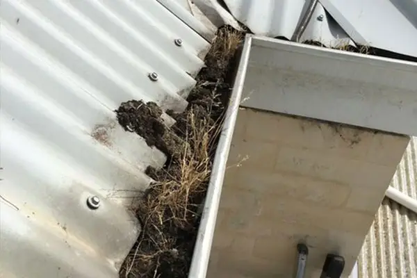 roof maintenance issue with clogged gutter and debris buildup leading to water overflow